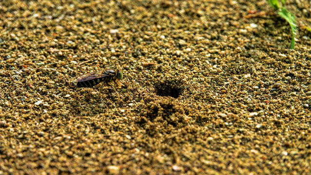 A black burrowing wasp, sand wasps (Sphecidae) in search of a place to burrow. Bunaken national park. Sulawesi