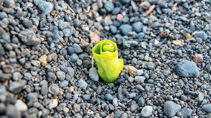 A black beach made of sea-rolled particles of pyroclastic material on a volcanic island. Ammophilous plant pioneering species on coast. Sulawesi Sea. Indonesia