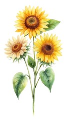 Watercolor Painting of Three Beautiful Sunflowers with Green Leaves on White Background