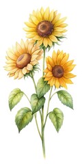 Watercolor painting of three vibrant sunflowers with leaves against a white background