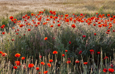 meadow poppies at dawn in backlight closeup