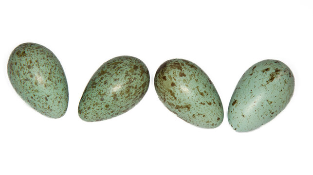 A Eurasian crow (Corvus corone) egg. A series of frames demonstrates the variability of egg color and shape in one clutch. North-eastern Europe. Svir River Valley. Isolated on white