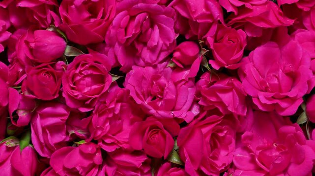 Elegant background footage of beautiful roses slowly rotating, featuring soft natural light, rich colors, and delicate petals, ideal for romantic, floral, or luxury visual proje