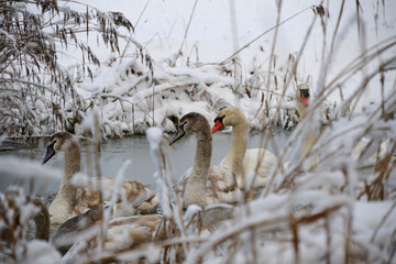 Mute swan with young in frozen water of the ditch surrounded by reeds and snow