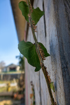 Ivy (Hedera taurica) is climbing a wooden fence. Here you can see the adventitious aerial roots with which it attaches to the surface. Crimea. Macro