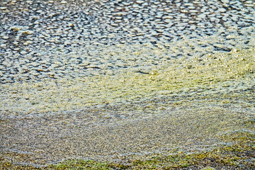 Green foam and plant remains on the surface of the reservoir. Organic pollution in the spring (natural contamination), practically harmless