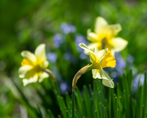 Feral daffodils bloom in a spring between hyacinth bluebell (Scilla nonscripta) in Crimea, march