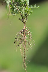 Root nodules on the roots of vetch, Vicia. Bacteria that fix atmospheric nitrogen. Plant...