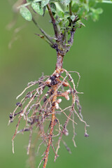 Root nodules on the roots of vetch, Vicia. Bacteria that fix atmospheric nitrogen. Plant...