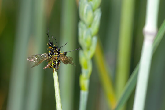 European Wheat Stem Sawfly or Wheat-stem Borer, Cephus pygmaeus. Three males mating with a female in a cereal field.
