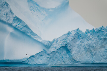 Antarctica Epic Iceberg Massive Large Blue and White Ice. Albatross Bird Flying By. Across Ocean. Close Up Beautiful. © And They Travel