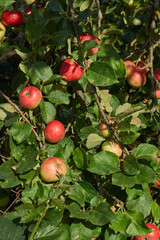 Obraz premium A detailed image of mature apples surrounded by dense green leaves. Ripe apples on a branch in a sunny orchard. Atmospheric natural photography suitable for gardening and seasonal harvest projects.