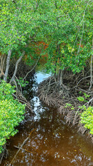 Mangrove forests at the mouth of the river. The edge of the forest. Red Mangrove (Rhizophora mangle) support roots. Borneo Island, Natuna sea