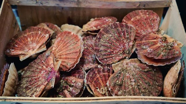 Close up of raw scallop shells stacked inside a wooden crate, with natural textures, sand, and sea residue visible