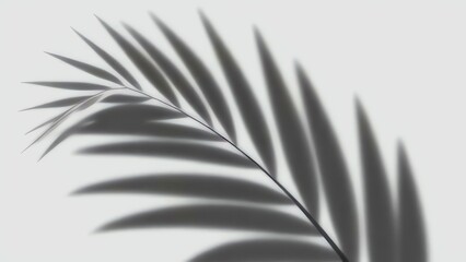 Soft palm leaf shadow on white.