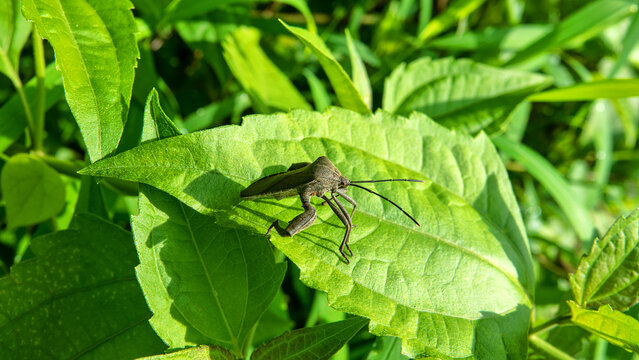 A tropical bug with powerful legs. the Hercules insect. Java Island, Indonesia. It like american Acanthocephala terminalis. People probably brought it here too, a pest of plants