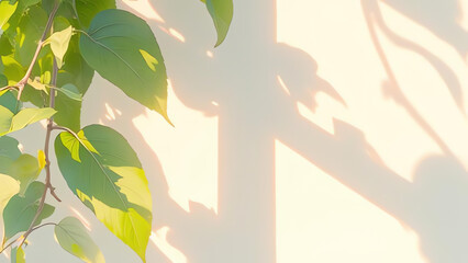 Clear background with natural shadow overlays.