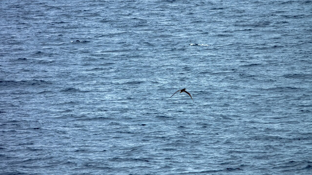 Tropical seas. Views of the Bali Sea from the ship in winter,summer in the southern hemisphere. Indonesia. Brown booby (Sula leucogaster) flies fishing