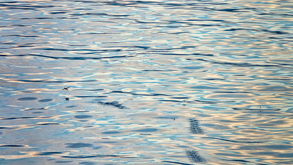 Flying fish (adonis, Exocaetidae, probably Exocoetus volitans) fly over the quiet bountiful sea. The blue water of the Flores Sea. Indonesia
