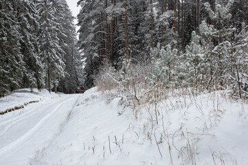 snow covered trees