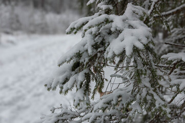 snow covered trees