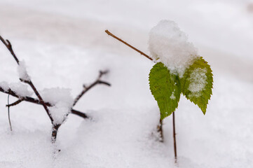 snow covered branches