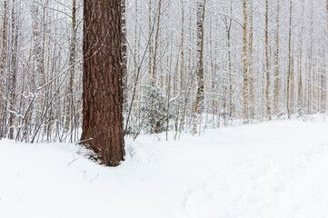 snow covered trees