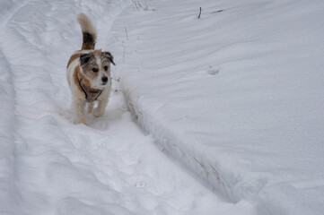 dog in snow