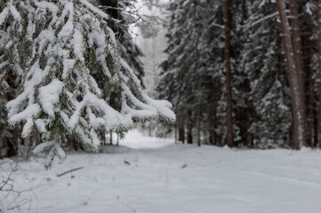 winter in the forest