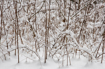 snow covered trees