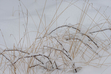 grass in the snow