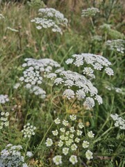 Poison Hemlock White Wildflowers (Cicuta)