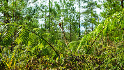999 species of ferns on islands. Tropical rainforest on volcanic islands during monsoon season. Mountain conifer forest (Pinus merkusii) Spice islands. Indonesia © max5128