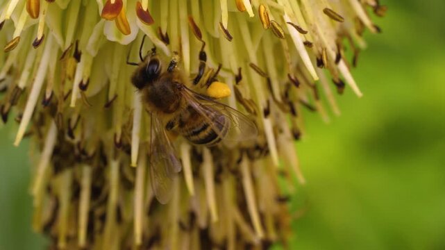 Close up bee collecting nectar from a yellow flower on a sunny spring day