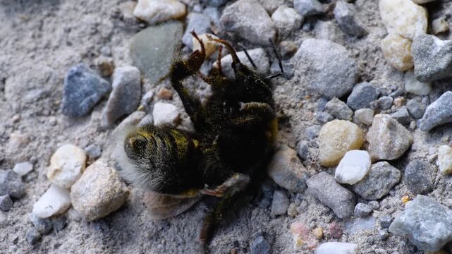 Macro close up of bumble bee on its back, trying to flip over, moving slowly on the gravel and ground