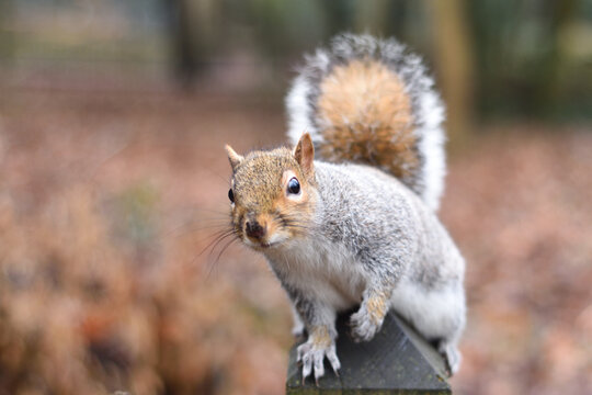 Squirrel in Holland Park, London UK.  8th January 2026