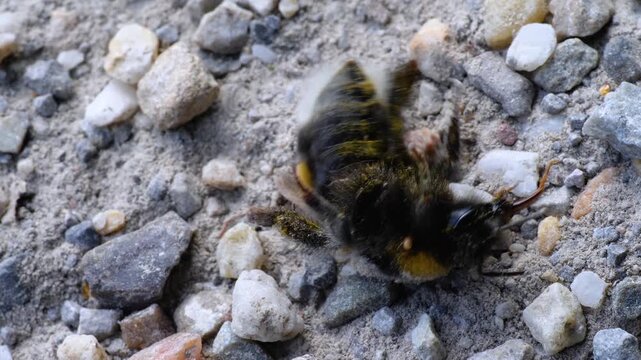 Macro close up of bumble bee on its back, trying to flip over, moving slowly on the gravel and ground