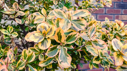 Close-up of vibrant yellow and green variegated euonymus leaves growing in a decorative garden