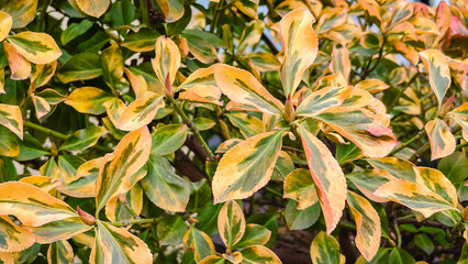 Close-up of vibrant yellow and green variegated euonymus leaves growing in a decorative garden