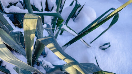 Green yucca leaves covered with fresh white snow under bright warm sunlight in a winter garden