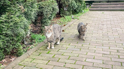 Two tabby cats greeting each other with affection on a brick path in a beautiful outdoor garden