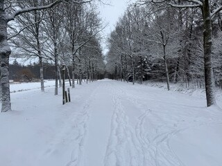 January 2026 - Winter season, snow in the Netherlands - very rarely moment. White forest, snowy park