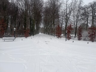 January 2026 - Winter season, snow in the Netherlands - very rarely moment. White forest, snowy park