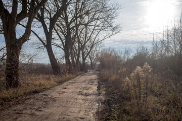 Typowy wiejski krajobraz z drogą gruntową i rosnącymi przy niej drzewami