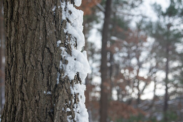 Sosna pokryta śniegiem 