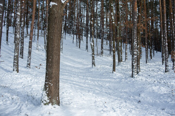 Las po intensywnych opadach śniegu