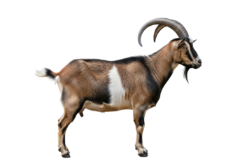 horned goat portrait on white background, farm animal photography