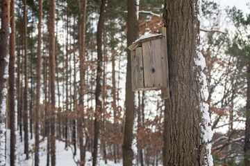 Sosna pokryta śniegiem z budką dla ptak&oacute;w w lesie
