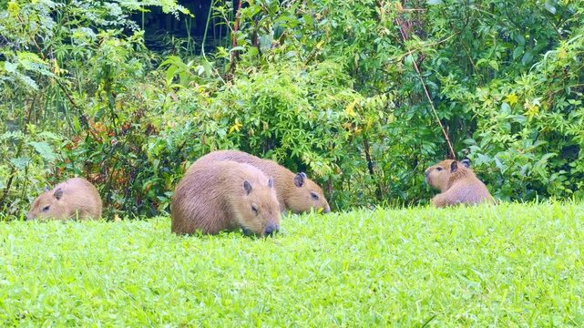 Capivara's eating grass, in the Park Tingui. Curitiba PR Brazil.	