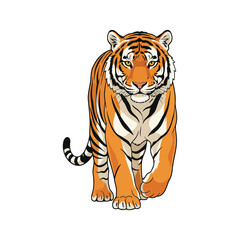 Fototapeta premium Tiger Vector Illustration Isolated on White Background